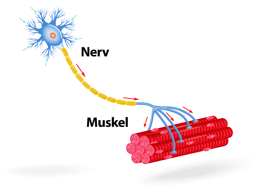  nerv-muskel-kinesiologi 