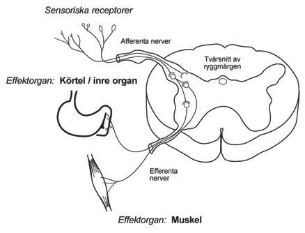  Kinesiologi är manuell neurofysiologi 